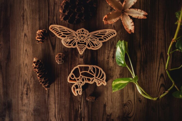 kinfolk pantry butterfly shapes life circle great for educational tools for kids