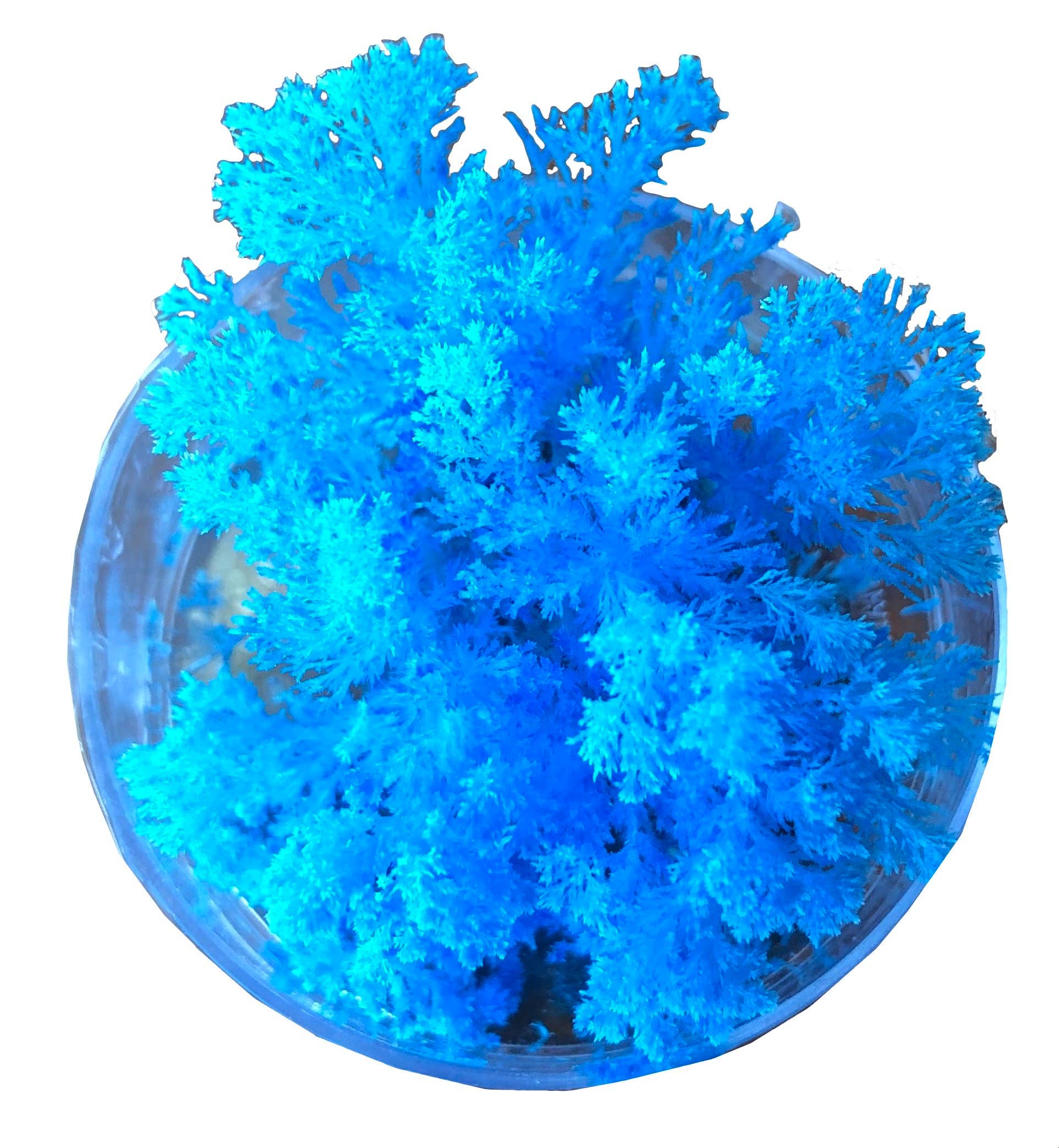 Science and Nature - Coral Reef Magic Rock